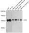 Carboxylesterase 3 antibody, 19-412, ProSci, Western Blot image 