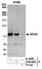 SEC63 Homolog, Protein Translocation Regulator antibody, A305-084A, Bethyl Labs, Immunoprecipitation image 