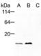 Fission, Mitochondrial 1 antibody, NBP2-80111, Novus Biologicals, Western Blot image 