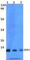 Cystatin SN antibody, A05560-1, Boster Biological Technology, Western Blot image 