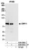 Oxysterol Binding Protein Like 11 antibody, A304-581A, Bethyl Labs, Immunoprecipitation image 