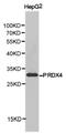 Peroxiredoxin 4 antibody, LS-C192956, Lifespan Biosciences, Western Blot image 