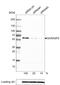 Golgi Reassembly Stacking Protein 2 antibody, NBP2-36779, Novus Biologicals, Western Blot image 