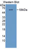 Calcium/Calmodulin Dependent Protein Kinase II Alpha antibody, LS-C373140, Lifespan Biosciences, Western Blot image 