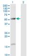 T-complex protein 11 antibody, MA5-24421, Invitrogen Antibodies, Western Blot image 