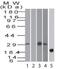 HM1.24 antigen antibody, TA337141, Origene, Western Blot image 