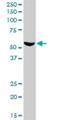 Flavin Containing Dimethylaniline Monoxygenase 3 antibody, H00002328-B01P, Novus Biologicals, Western Blot image 