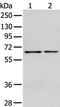 Glypican 1 antibody, PA5-51290, Invitrogen Antibodies, Western Blot image 