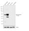 Internexin Neuronal Intermediate Filament Protein Alpha antibody, 32-3600, Invitrogen Antibodies, Western Blot image 