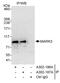 MAP/microtubule affinity-regulating kinase 3 antibody, A302-186A, Bethyl Labs, Immunoprecipitation image 