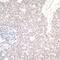Bromodomain Adjacent To Zinc Finger Domain 1B antibody, A300-446A, Bethyl Labs, Immunohistochemistry frozen image 