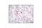KIT Ligand antibody, 2093S, Cell Signaling Technology, Immunohistochemistry paraffin image 
