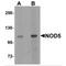 NLR family member X1 antibody, MBS151491, MyBioSource, Western Blot image 