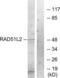 RAD51 Paralog C antibody, LS-C199514, Lifespan Biosciences, Western Blot image 