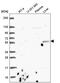 CDK5 Regulatory Subunit Associated Protein 1 antibody, PA5-66835, Invitrogen Antibodies, Western Blot image 