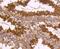 Tubulin Alpha 4a antibody, NBP2-67148, Novus Biologicals, Immunohistochemistry paraffin image 