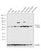Hyaluronidase-2 antibody, PA5-30283, Invitrogen Antibodies, Western Blot image 