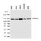 Prominin 1 antibody, orb99211, Biorbyt, Western Blot image 