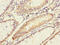 Adenylate Cyclase 4 antibody, LS-C675358, Lifespan Biosciences, Immunohistochemistry paraffin image 