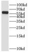 Popeye Domain Containing 3 antibody, FNab06643, FineTest, Western Blot image 