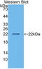 Interleukin 1 Alpha antibody, LS-C314364, Lifespan Biosciences, Western Blot image 