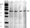 Acid Sensing Ion Channel Subunit 1 antibody, NBP2-22409, Novus Biologicals, Western Blot image 