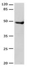 Dopamine Receptor D4 antibody, orb107495, Biorbyt, Western Blot image 