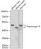 Progastricsin antibody, GTX54555, GeneTex, Western Blot image 