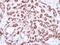 Cell Division Cycle 25C antibody, NBP2-15827, Novus Biologicals, Immunohistochemistry paraffin image 