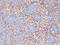 Hyperpolarization Activated Cyclic Nucleotide Gated Potassium And Sodium Channel 2 antibody, GTX41986, GeneTex, Immunohistochemistry frozen image 