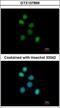 FES Proto-Oncogene, Tyrosine Kinase antibody, GTX107866, GeneTex, Immunofluorescence image 