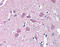 Wnt Family Member 9A antibody, TA317528, Origene, Immunohistochemistry paraffin image 