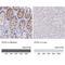 Intelectin 1 antibody, NBP2-38989, Novus Biologicals, Immunohistochemistry paraffin image 