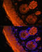 Transglutaminase 1 antibody, 14-944, ProSci, Immunofluorescence image 