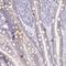 Proline Rich Acidic Protein 1 antibody, PA5-62614, Invitrogen Antibodies, Immunohistochemistry paraffin image 