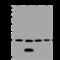 Proteasome Subunit Beta 1 antibody, 200790-T44, Sino Biological, Western Blot image 