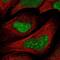 TSPY Like 1 antibody, NBP2-38191, Novus Biologicals, Immunofluorescence image 