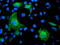 Katanin Regulatory Subunit B1 antibody, TA503808, Origene, Immunofluorescence image 