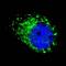 Microtubule Associated Protein 1 Light Chain 3 Alpha antibody, MBS9214893, MyBioSource, Immunofluorescence image 