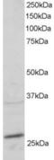 RAB11A, Member RAS Oncogene Family antibody, 45-130, ProSci, Enzyme Linked Immunosorbent Assay image 