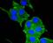 Neuropilin 1 antibody, A01324, Boster Biological Technology, Immunocytochemistry image 