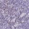 Pleckstrin And Sec7 Domain Containing antibody, HPA059237, Atlas Antibodies, Immunohistochemistry frozen image 