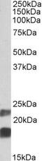 Cold Inducible RNA Binding Protein antibody, PA5-19358, Invitrogen Antibodies, Western Blot image 