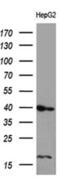 FLJ33360 antibody, MA5-27347, Invitrogen Antibodies, Western Blot image 