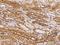 Ribosomal RNA Processing 36 antibody, 205121-T08, Sino Biological, Immunohistochemistry frozen image 