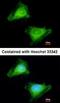 Guanylate Binding Protein 3 antibody, orb73794, Biorbyt, Immunofluorescence image 