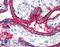 CD59 Molecule (CD59 Blood Group) antibody, LS-B1852, Lifespan Biosciences, Immunohistochemistry frozen image 