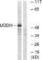 UDP-Glucose 6-Dehydrogenase antibody, LS-C120457, Lifespan Biosciences, Western Blot image 