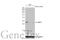 Sirtuin 5 antibody, GTX117824, GeneTex, Western Blot image 