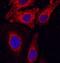 Tetraspanin 12 antibody, MAB8910, R&D Systems, Immunofluorescence image 